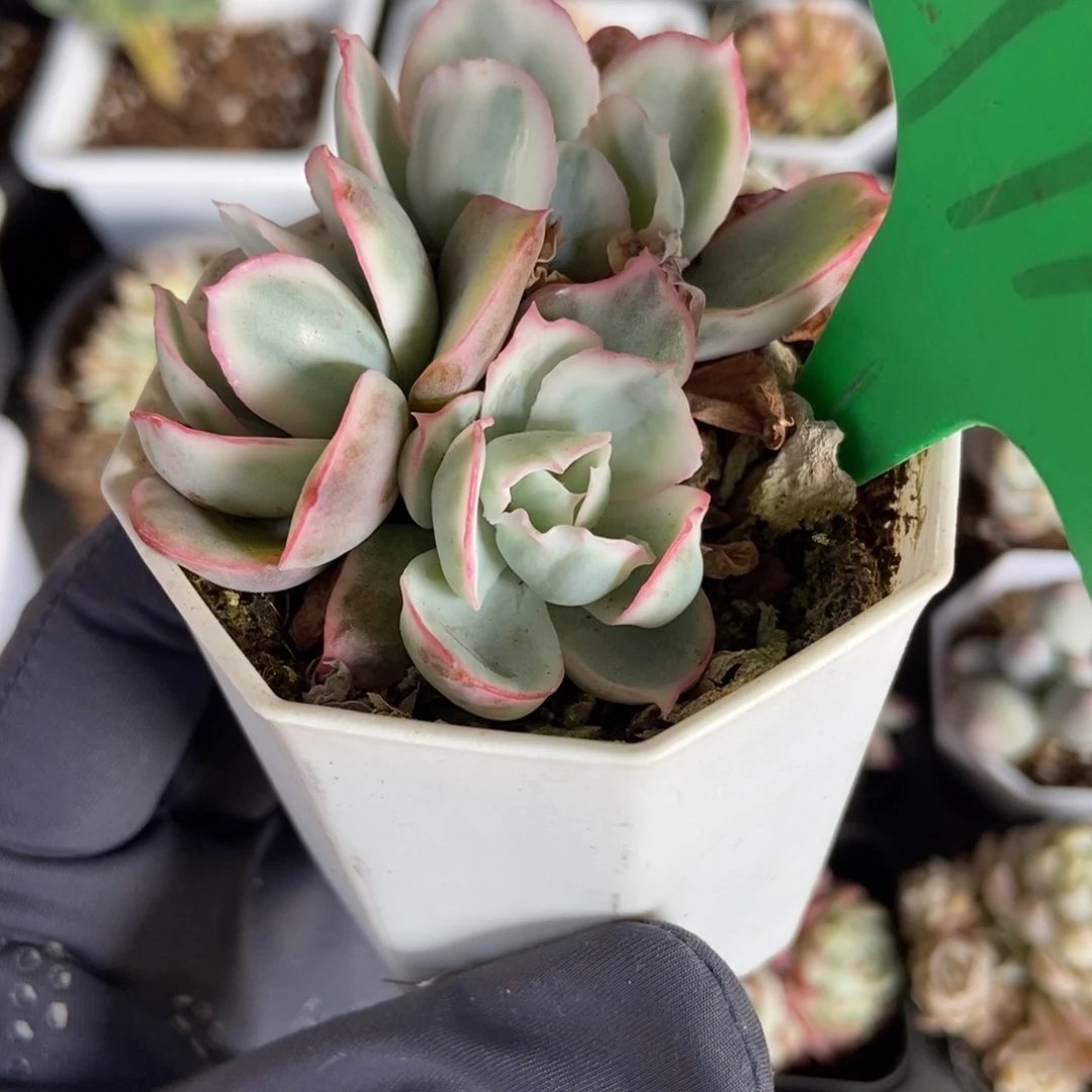 971伯克利多肉植物