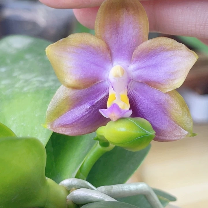 完全开放弥陀反射龙交71-1400