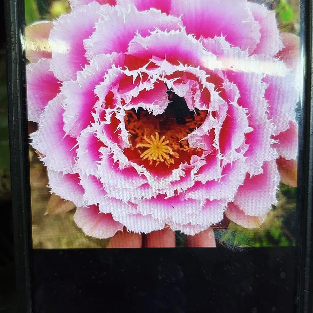 芸儿毛侧牙20包邮仙人球31