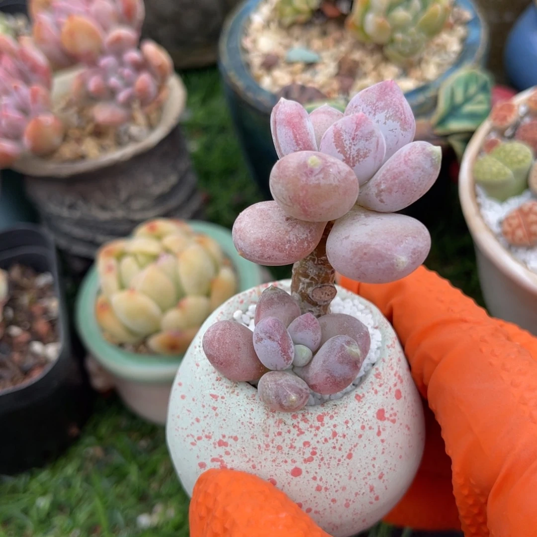 多肉植物一物一拍