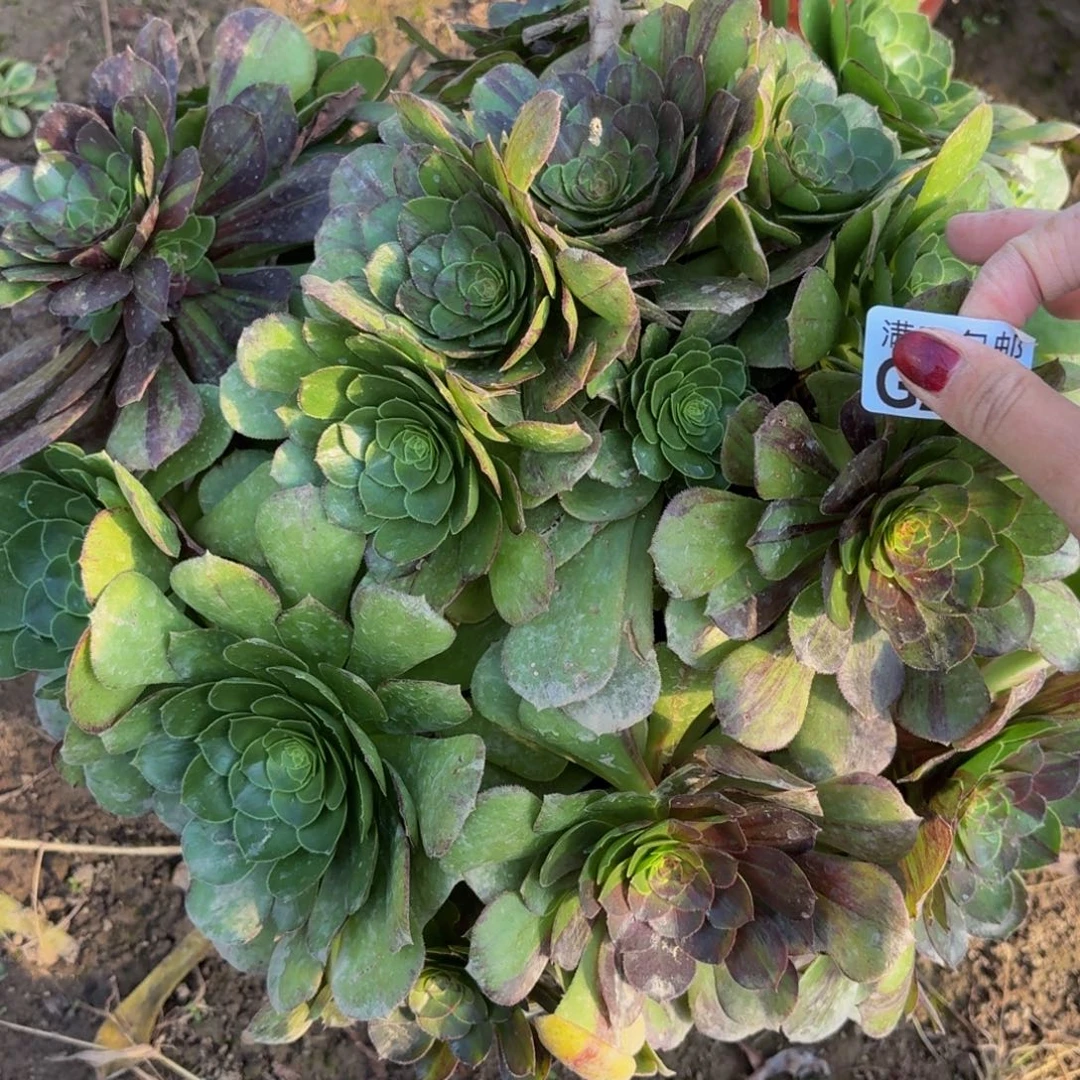 244多肉植物捧花的时候