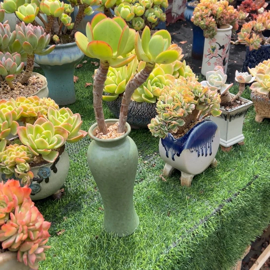 中***心撒比玫瑰多肉植物脱土