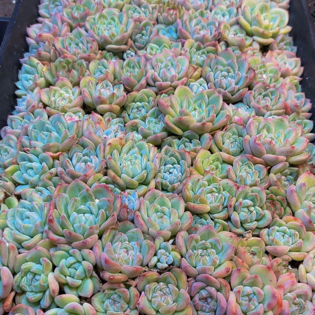 851多肉植物的生长发育起