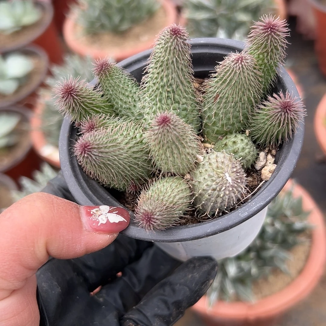 多肉植物啊修罗群