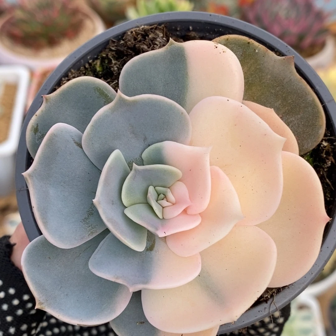 素***雅635阴阳锦双子座锦锦锦