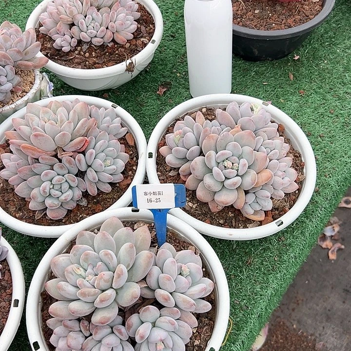 16.25香水一个脱土