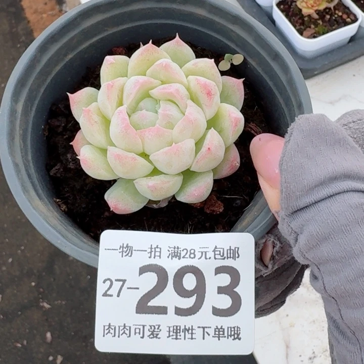 白月影无盆土无盆土发货无