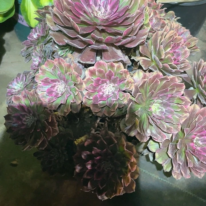 多肉植物584林龙