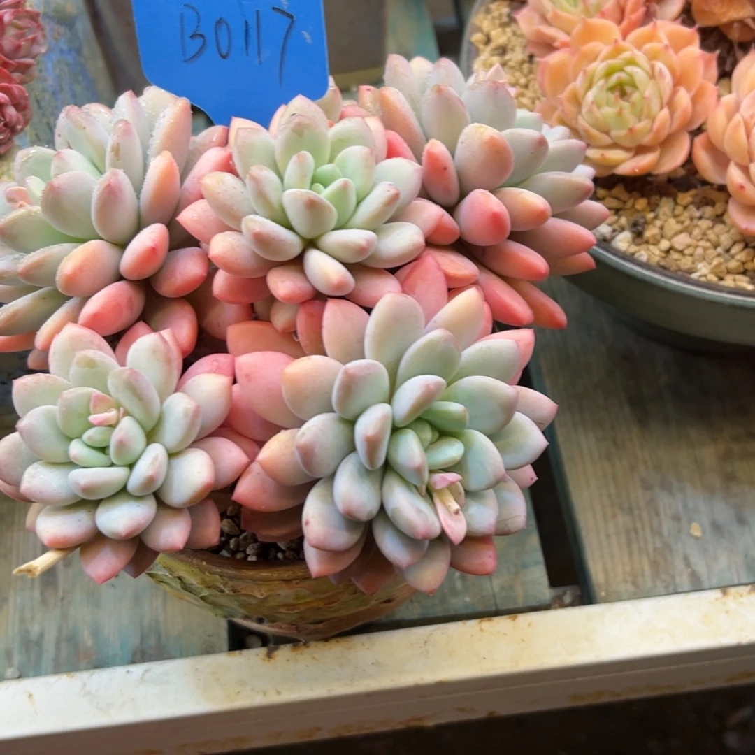 ****n拉丝雨0117号一物一拍