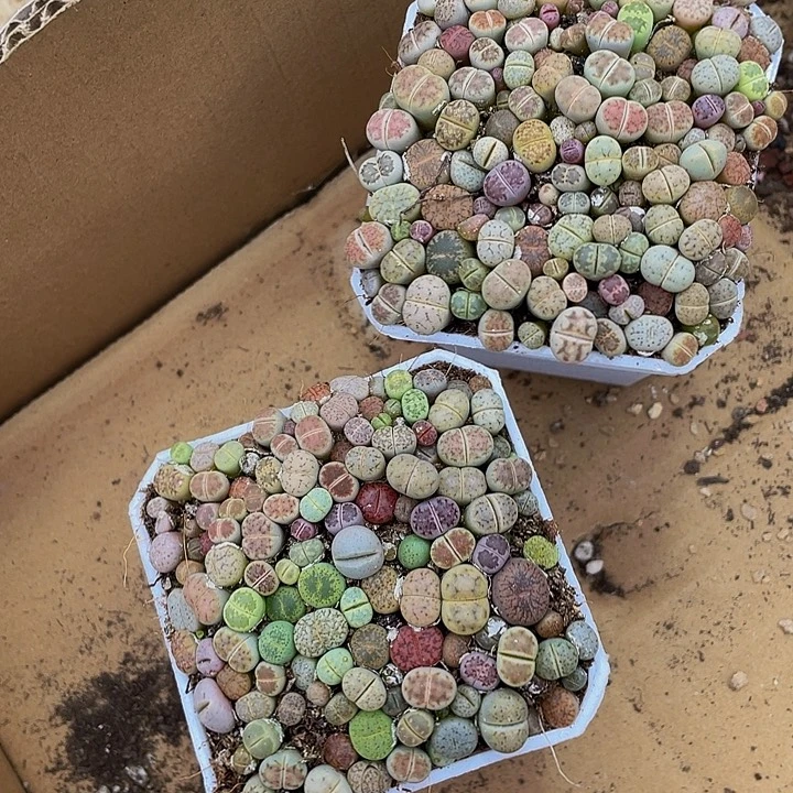 生石花带盆土发货