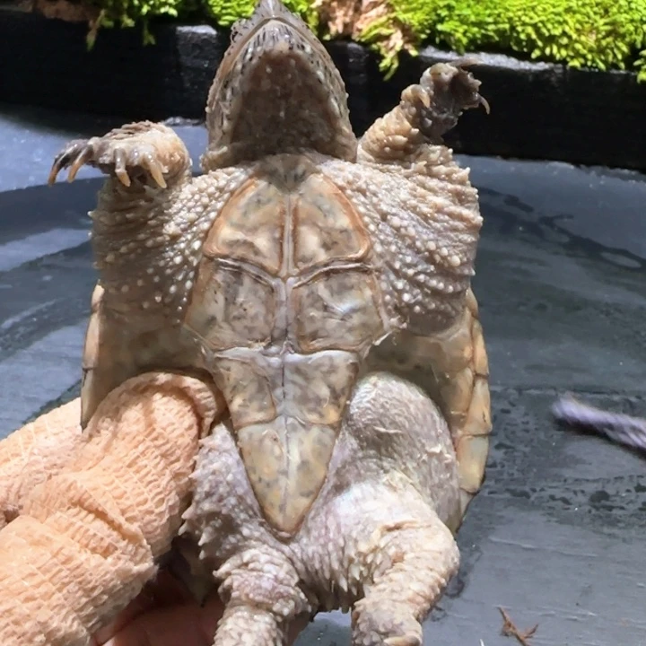 鱼***上小鳄龟母瑕疵短指甲