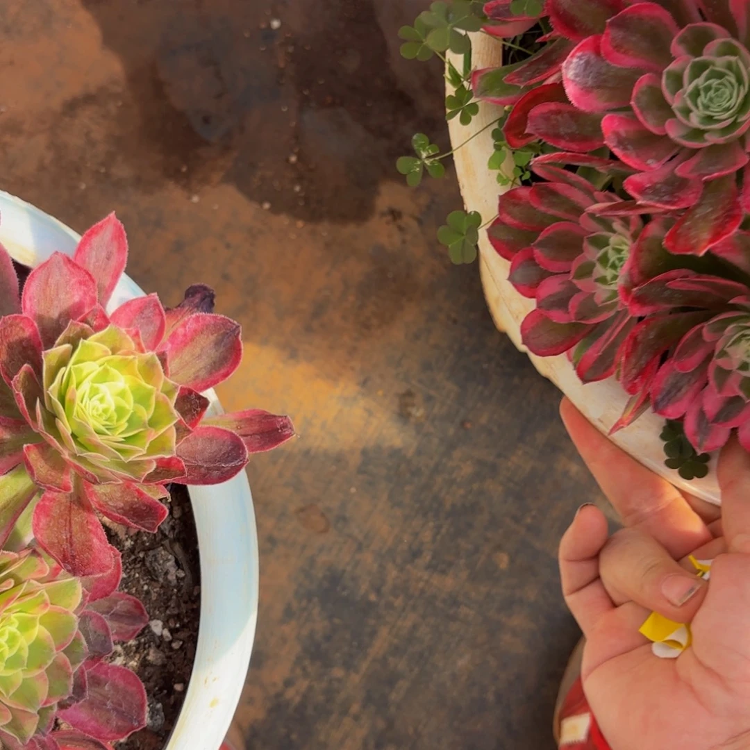 平***叔哈哈多肉葡萄福利796