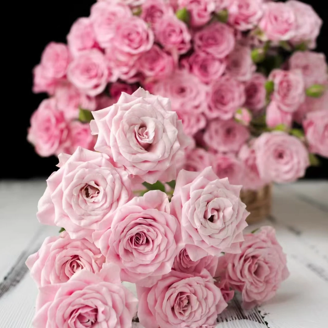 诺拉多头玫瑰-家养鲜花-云南基地直发