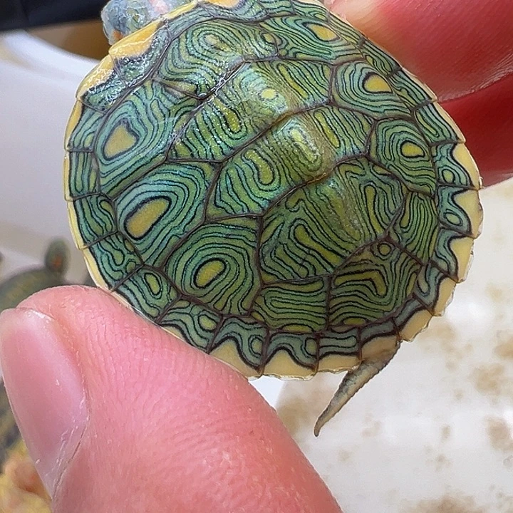 绿毛龟母巴西龟1111