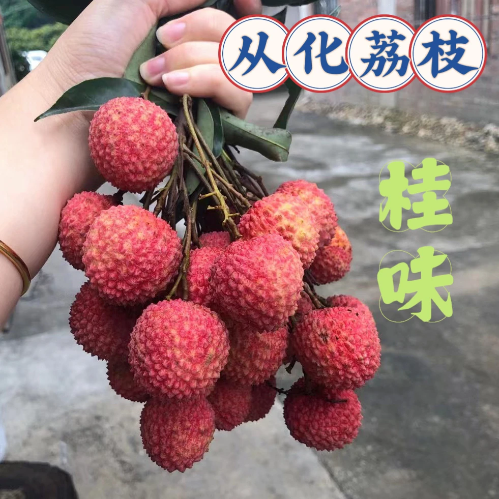 从化桂味 （净果5斤）顺丰特快 自家果园 现摘现发