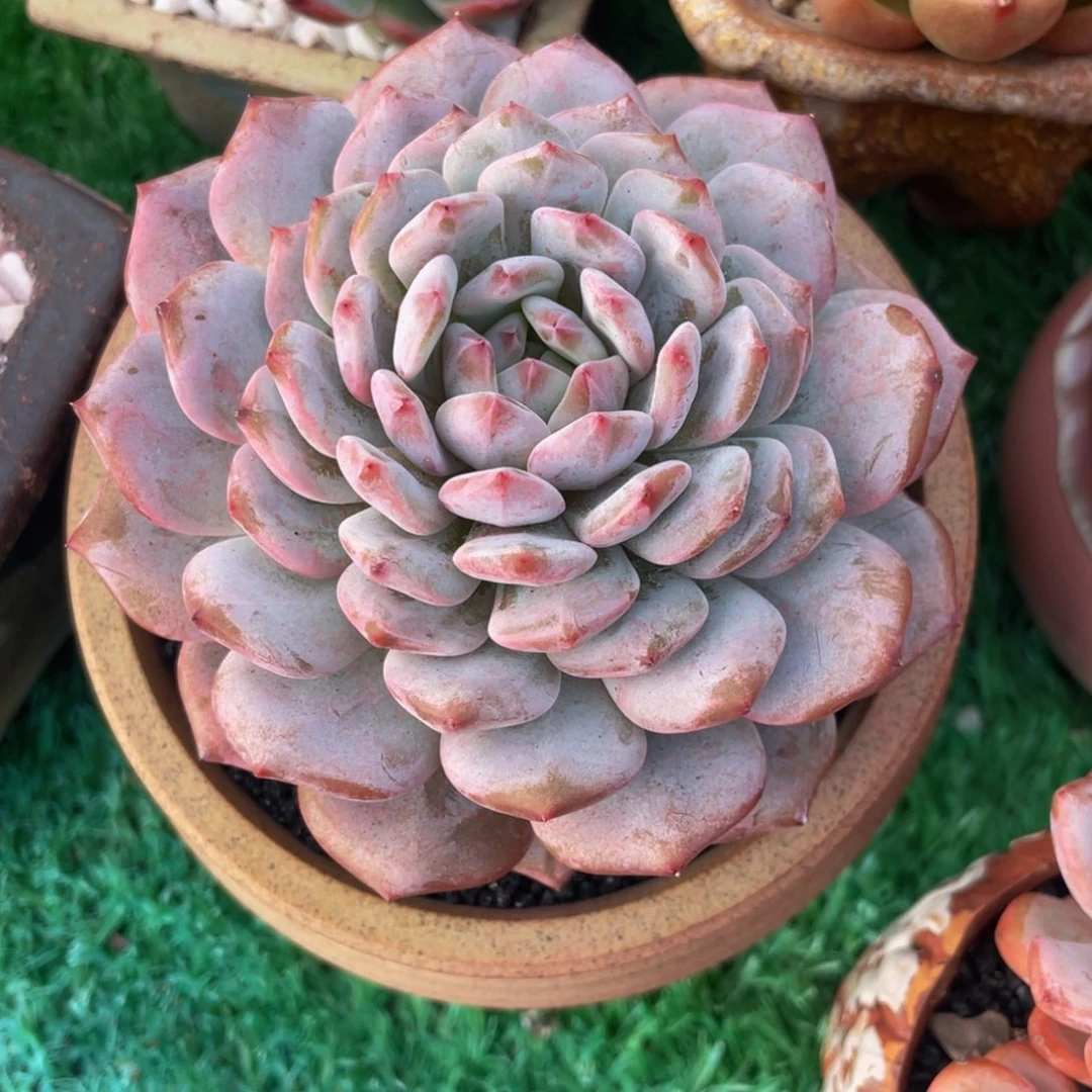*****多肉植物盆栽多肉