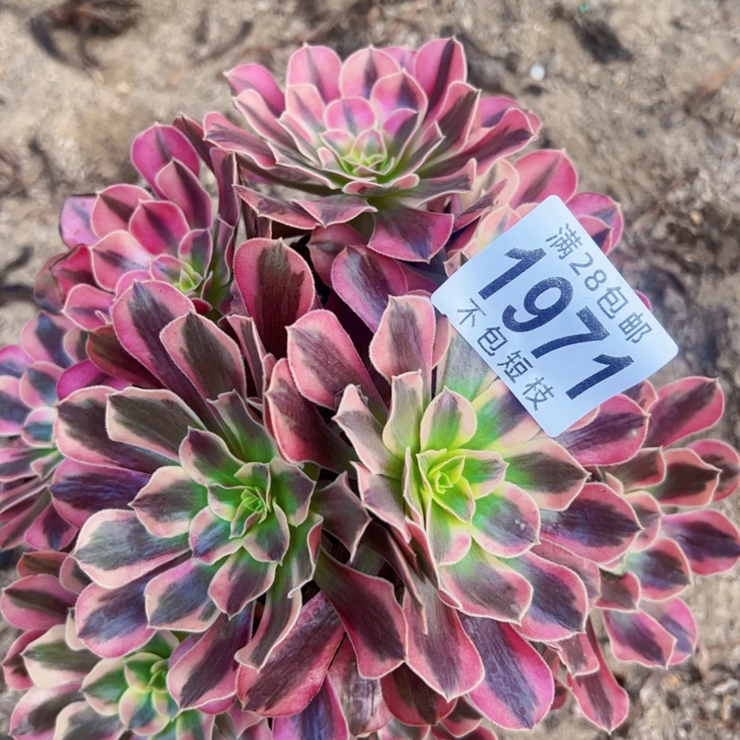 1971多肉植物法师法师