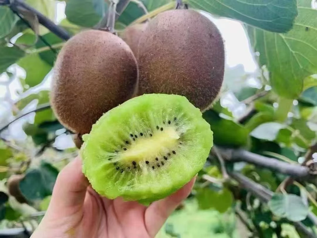 眉县秦岭野生猕猴桃小果 10 斤新鲜采摘当季水果香甜多汁维C丰富