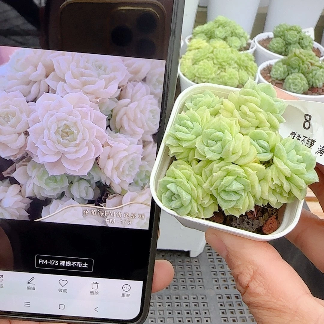 【闪购商品】0823-8（fm-173）