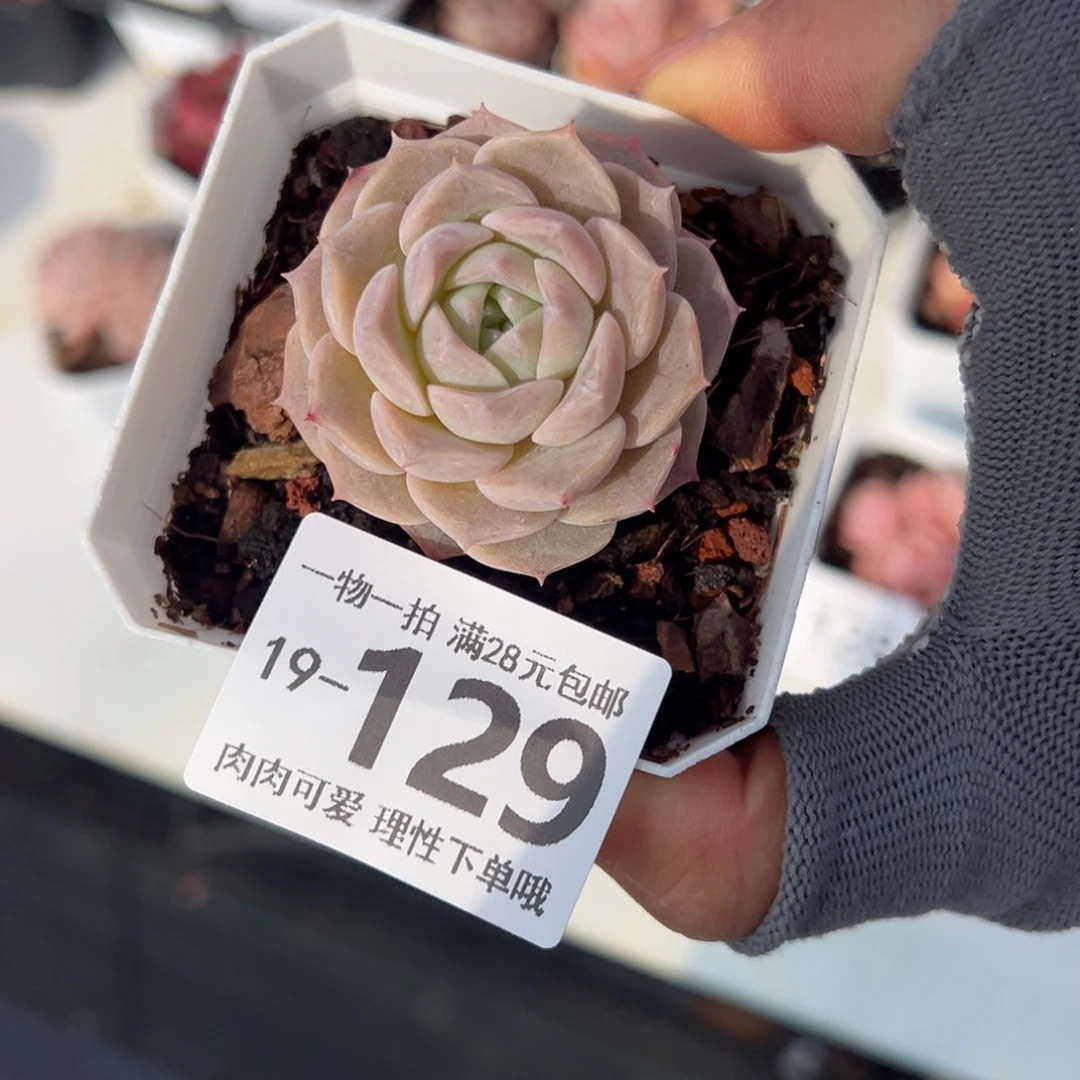 纯爱，多肉多肉多肉多肉