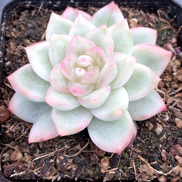 珍妮体冰月亮白覆伦锦