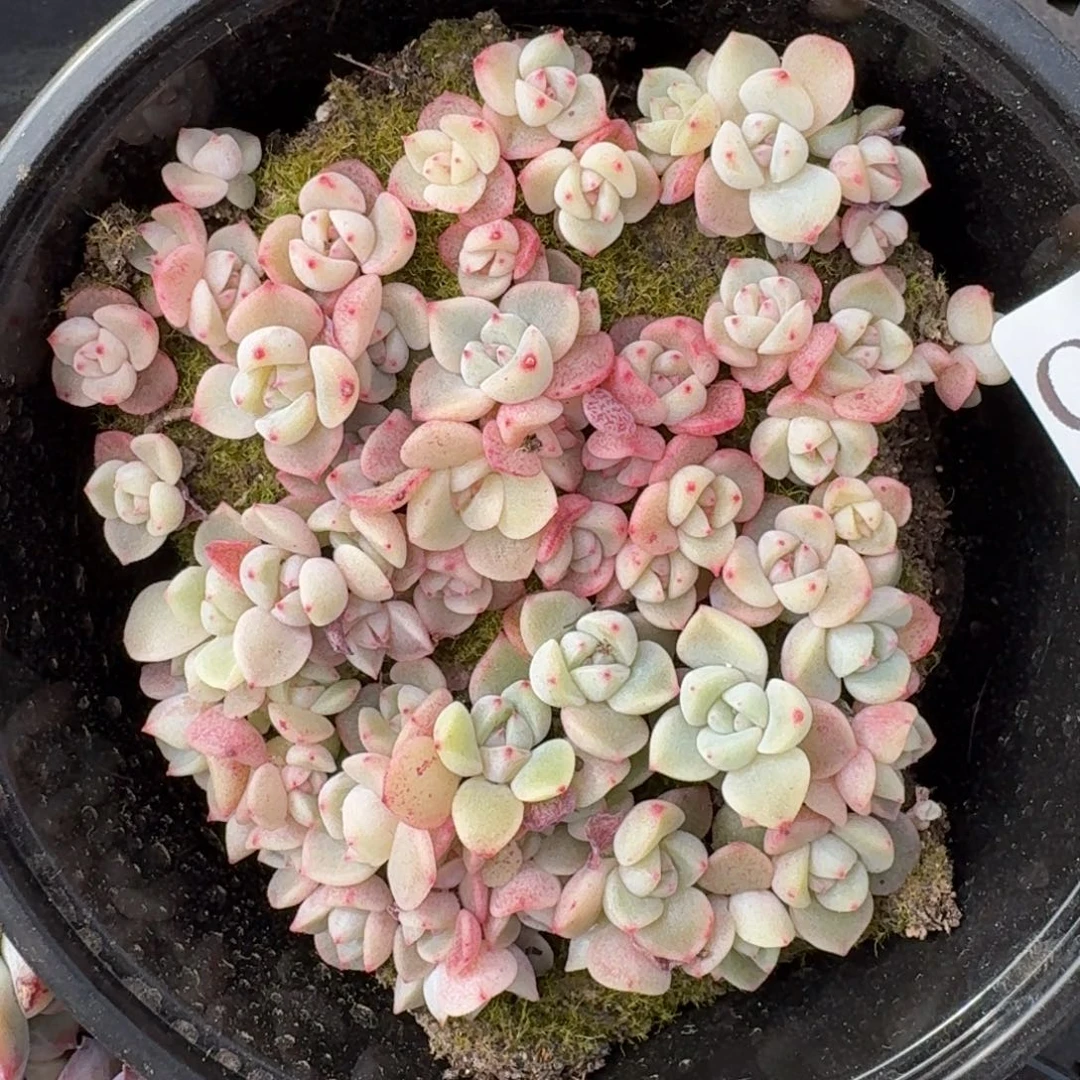 多肉植物多肉植物976