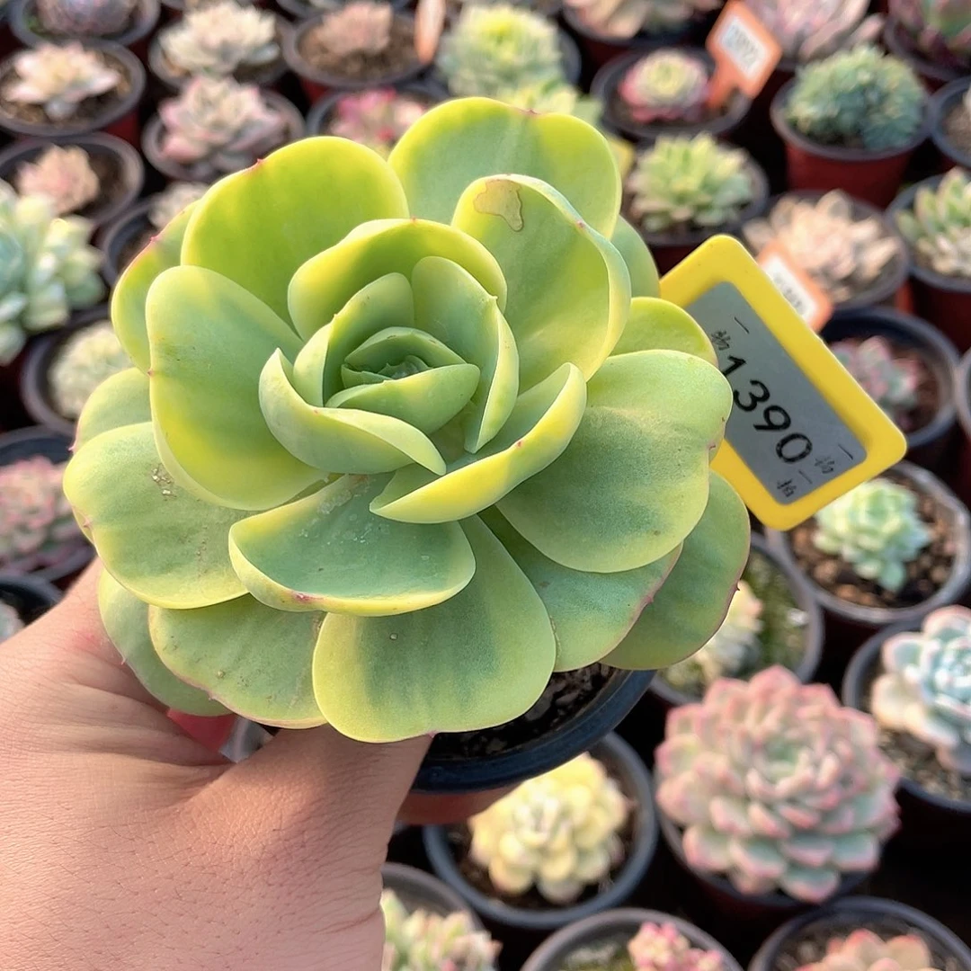 1390号多肉碧桃锦