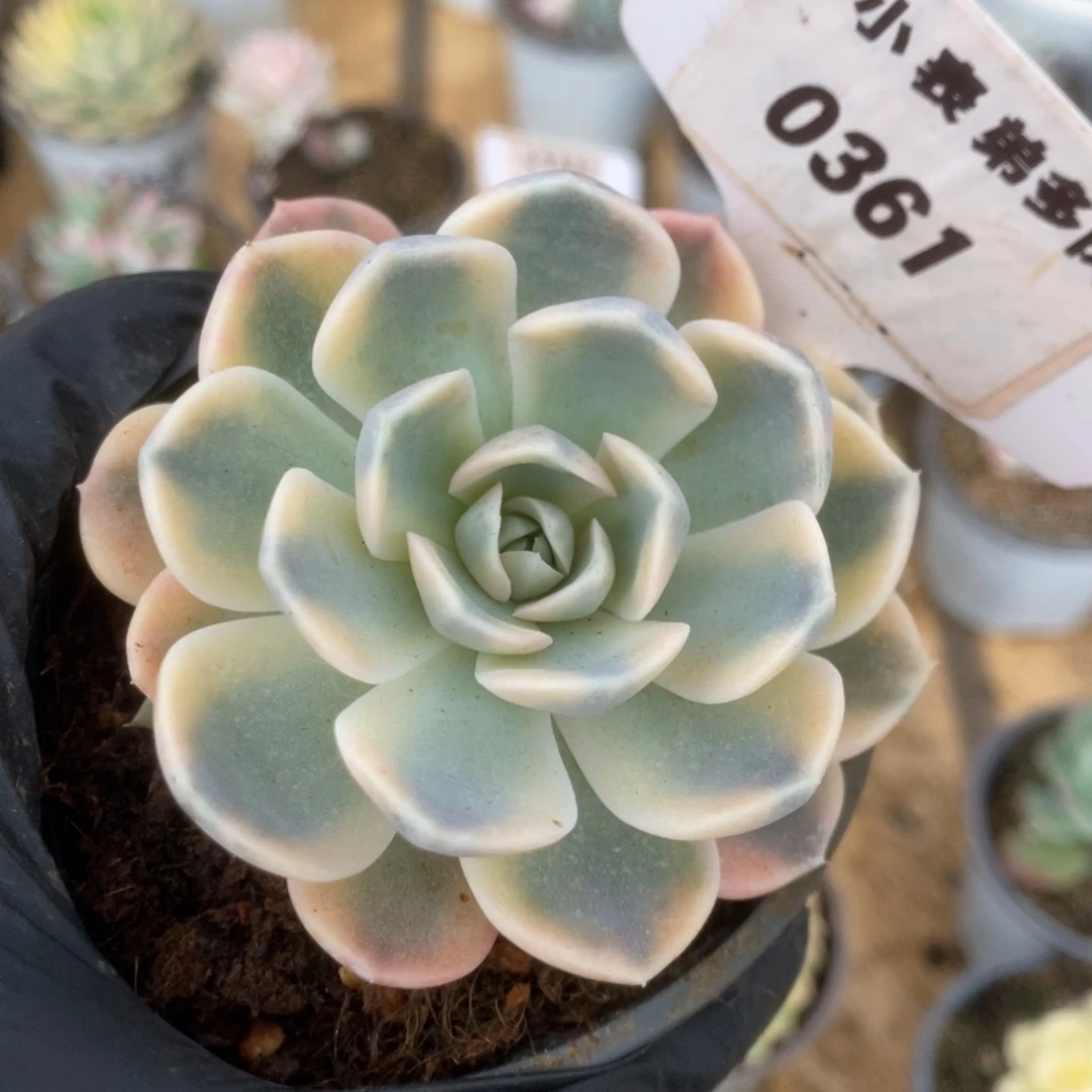 361汉堡锦锦锦锦锦锦