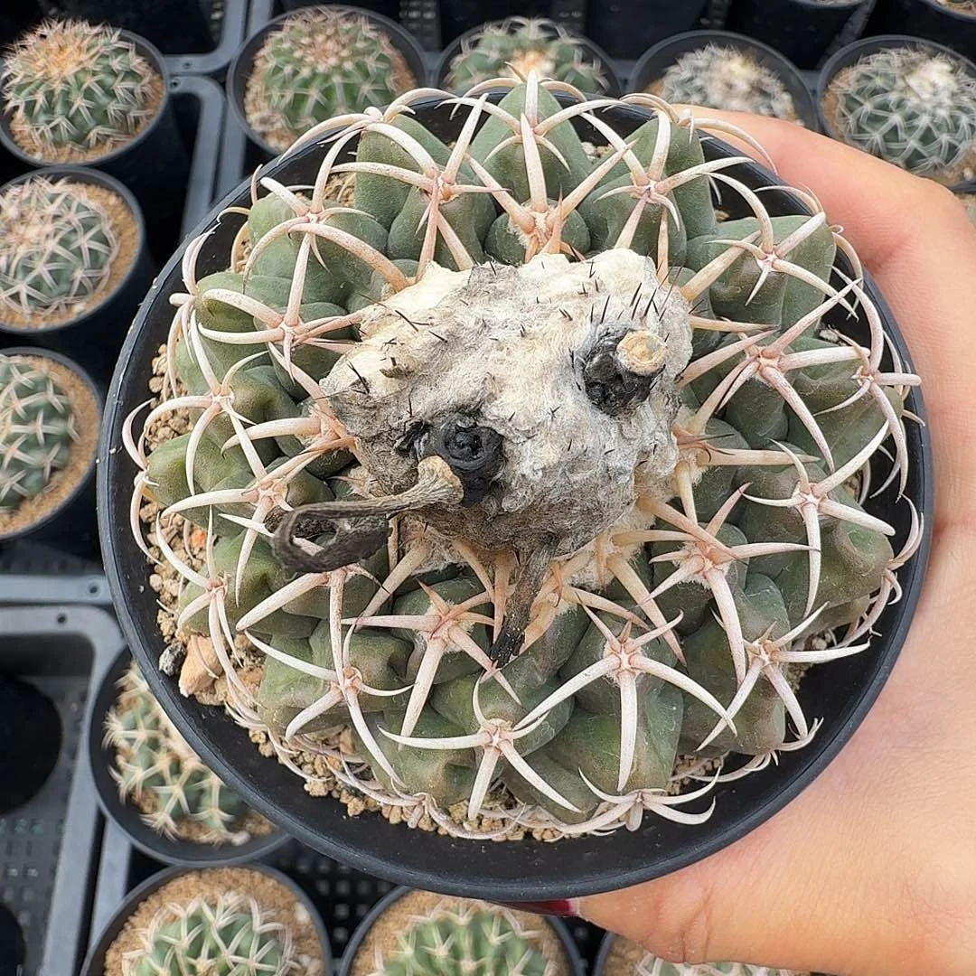 白刺圆盘玉脱土发货