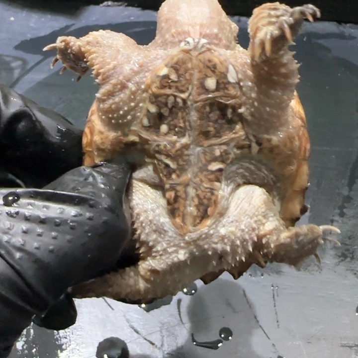 兜***糖小鳄龟母不分公母