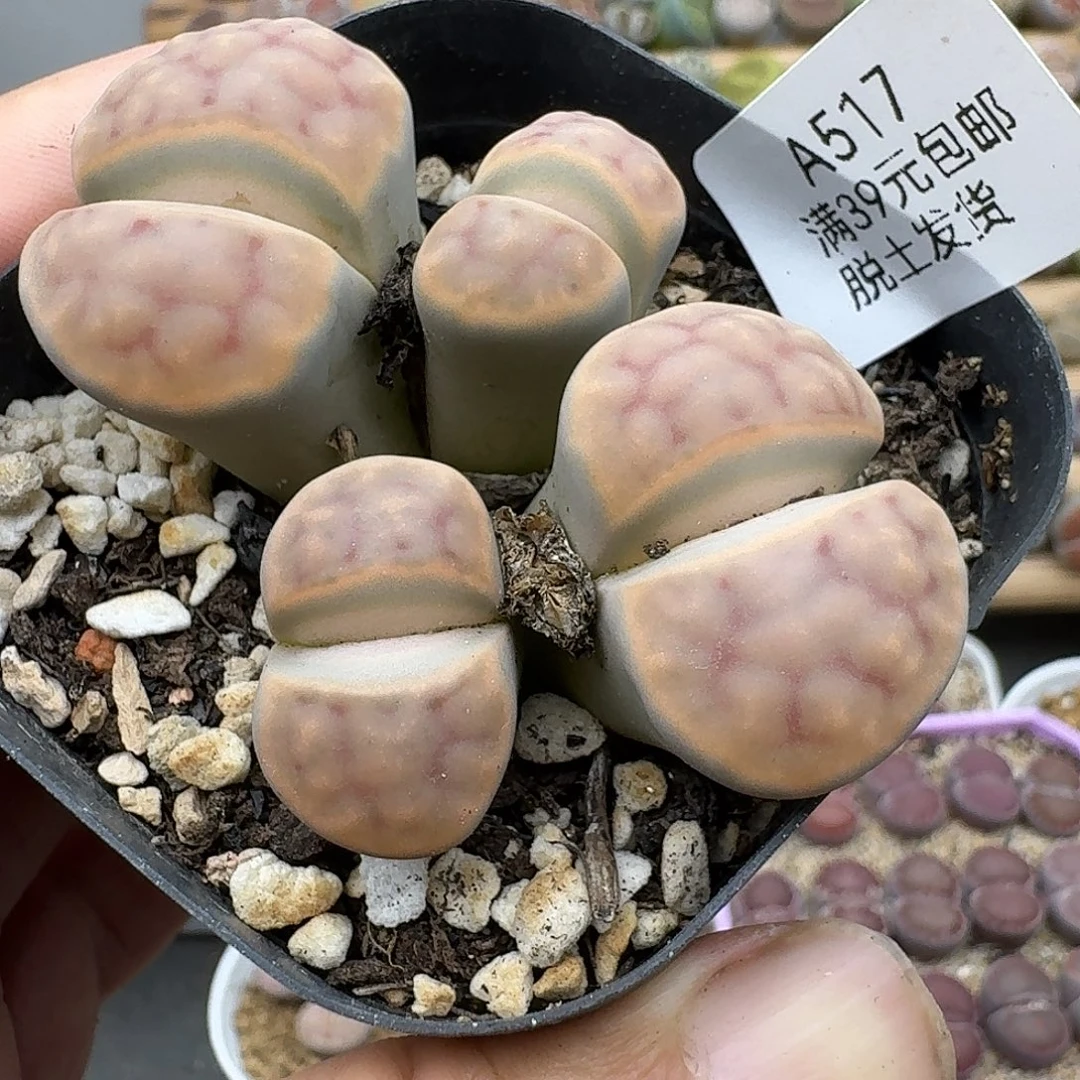 517多肉哈哈哈哈哈哈哈