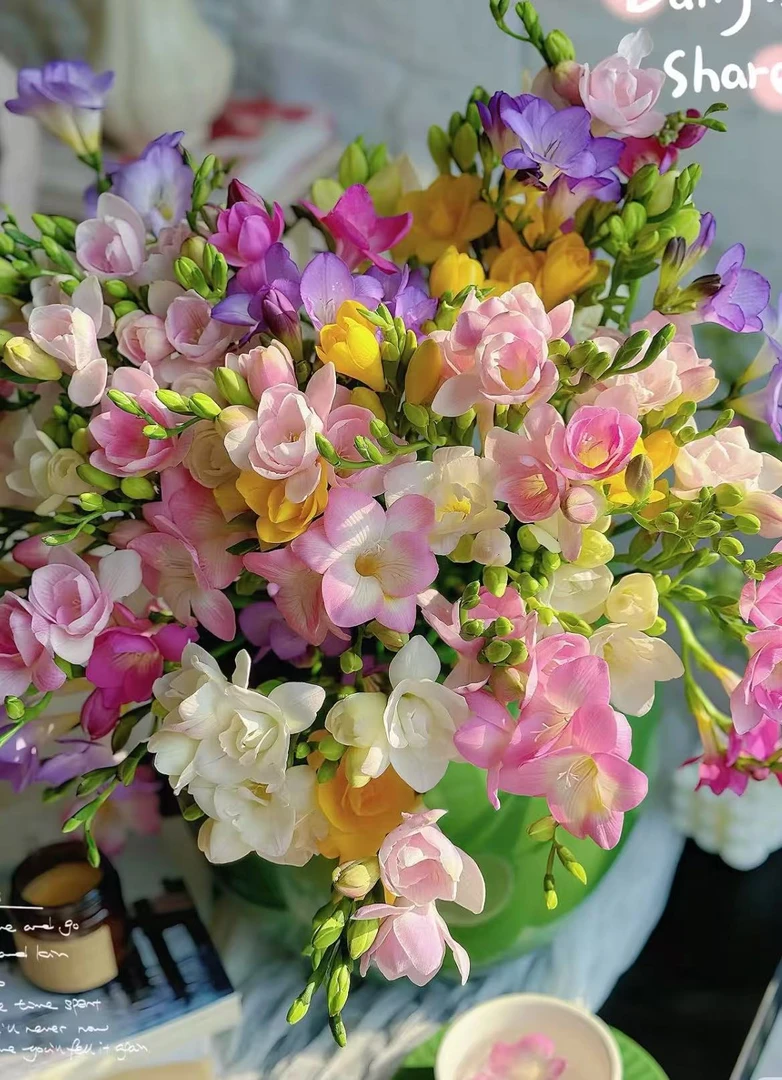 《优选》香雪兰小苍兰花