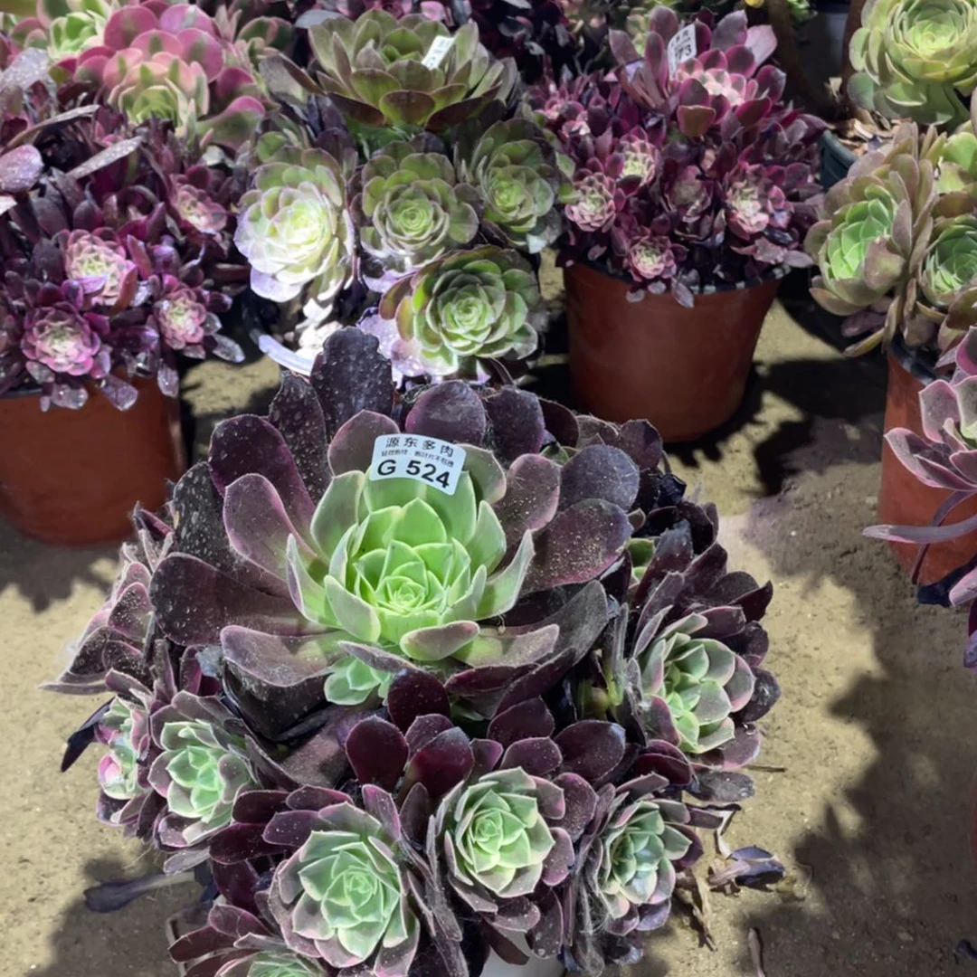 524金丝多肉法师断枝不包