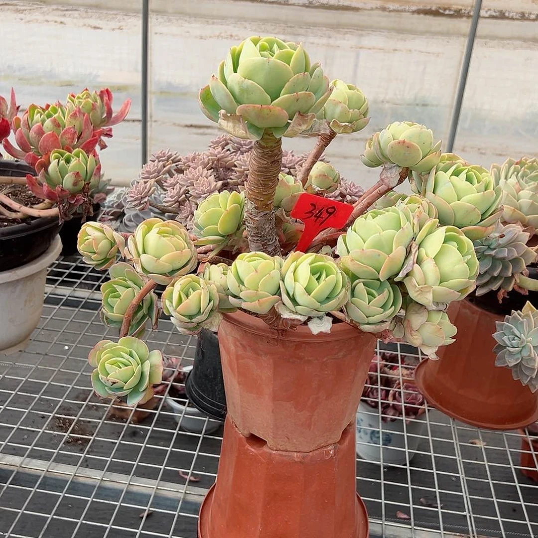 有**得349碧桃多肉植物