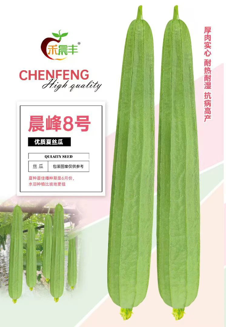 晨峰8号小花点丝瓜种子正宗耐热耐病毒高产特大品种蔬菜正品