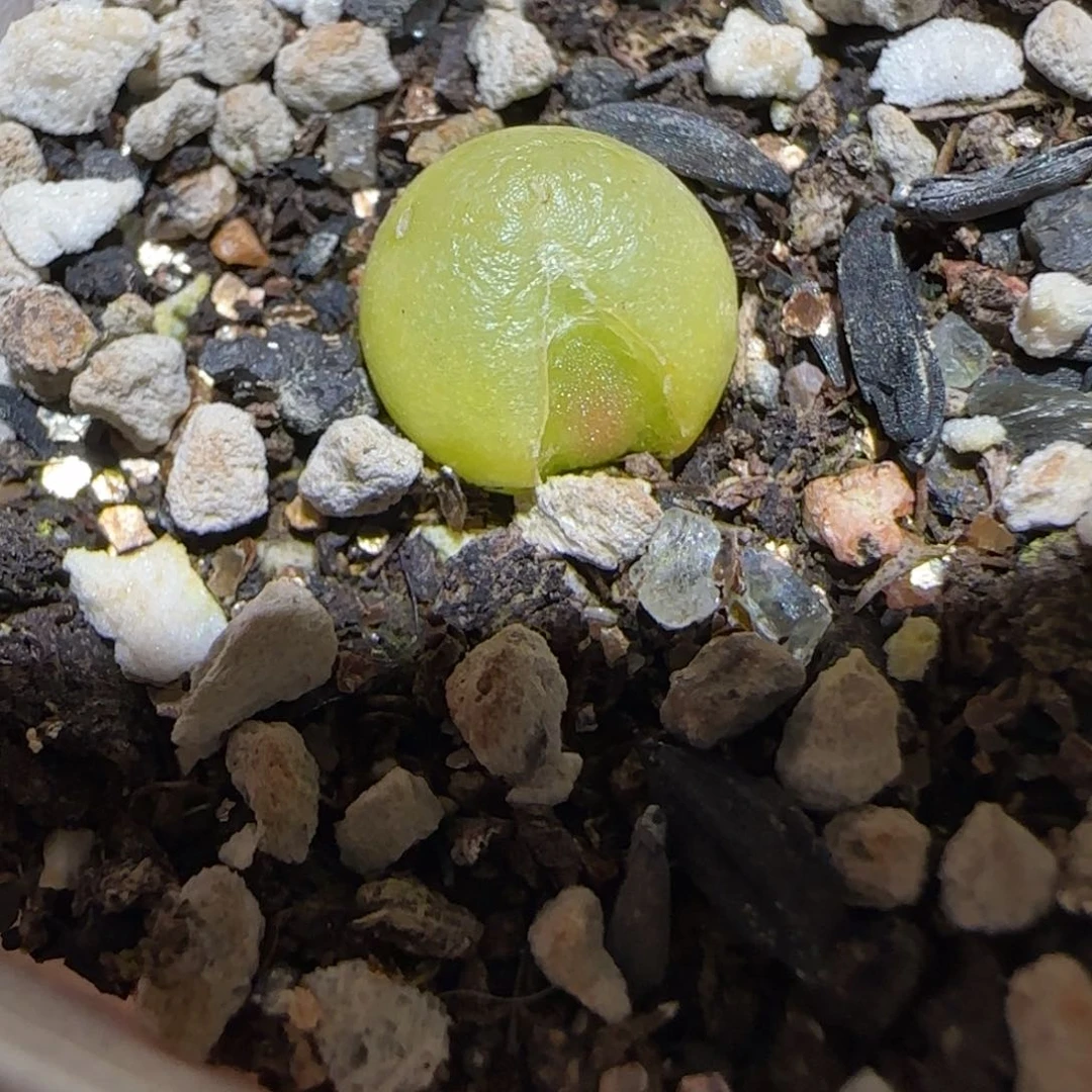 肉锥多肉植物百科-哈默976