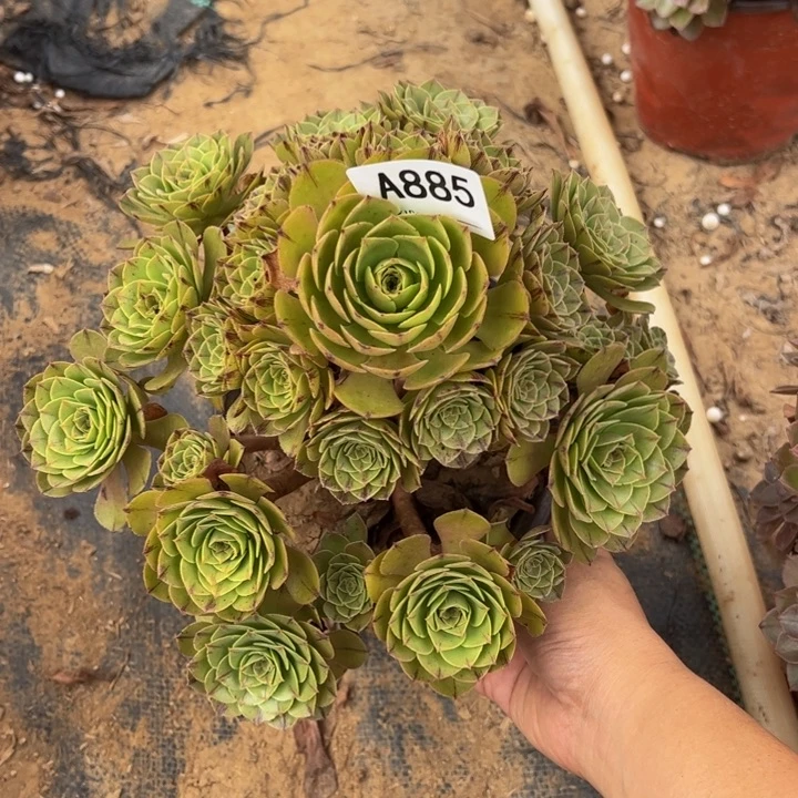 万拉丝多肉植物885.