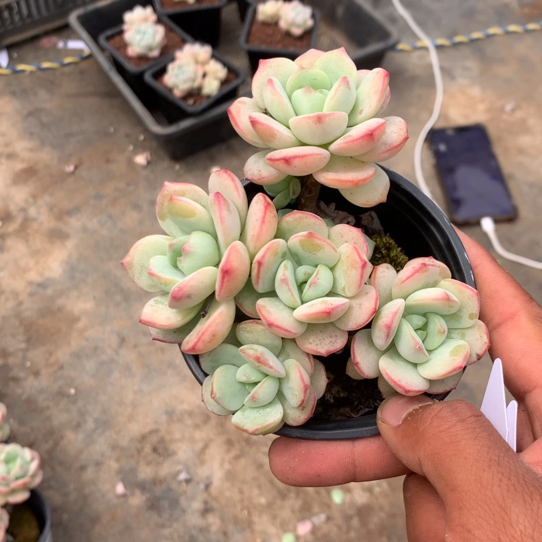 人工关节治疗和各种风湿