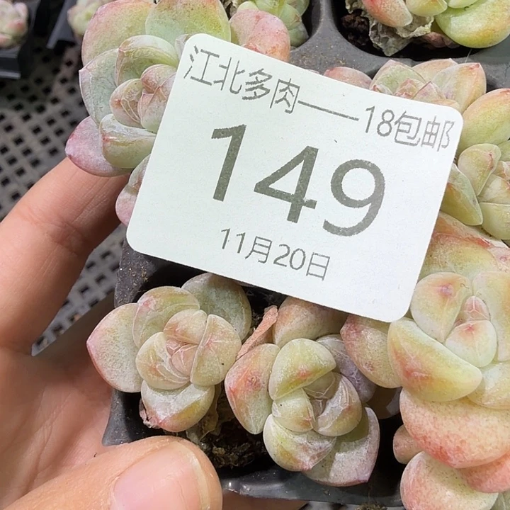 149 号到手1框江北多肉