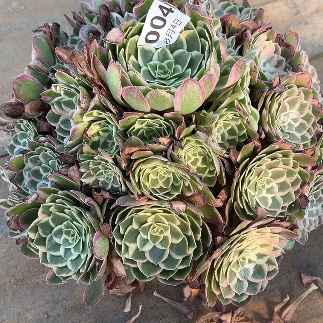 8.4-4孔雀翎多肉植物1