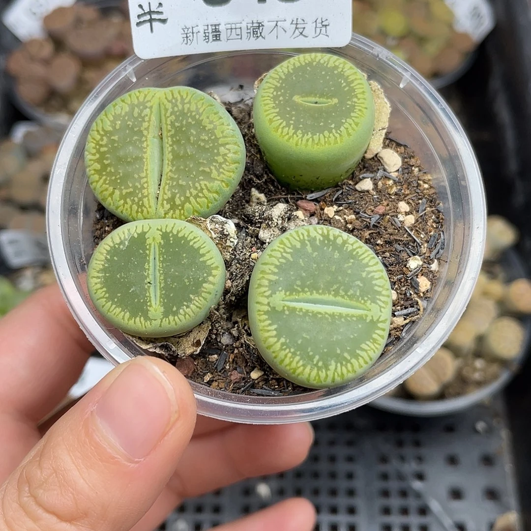 84300000花花花花花花花花