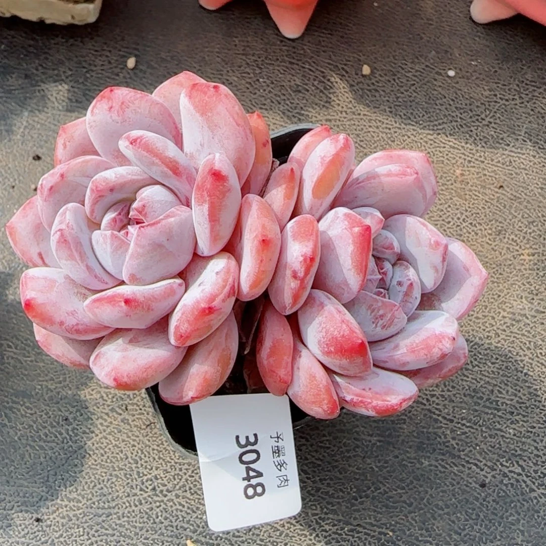 星影，3048多肉植物