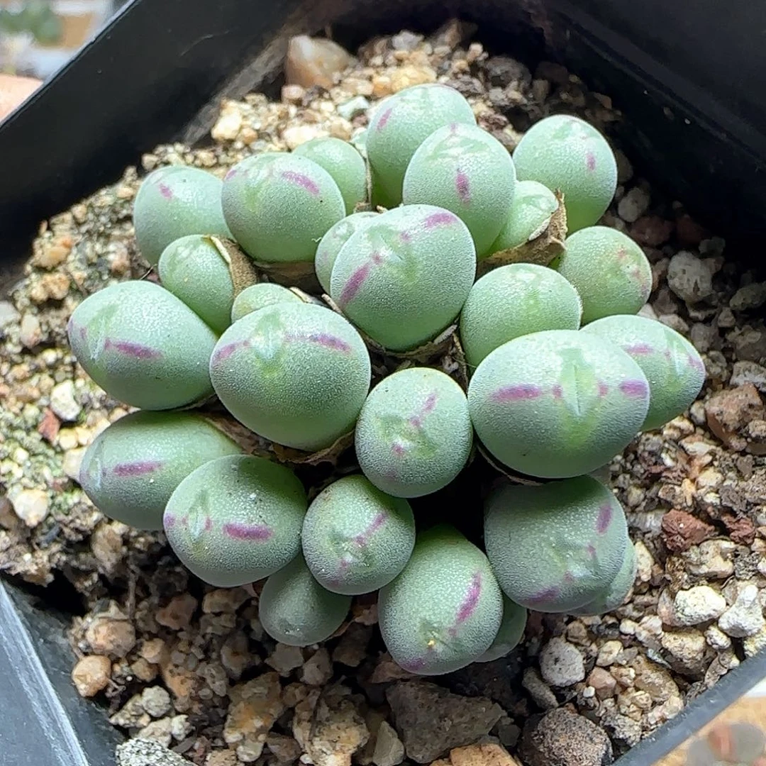 好看的口笛杂交54203