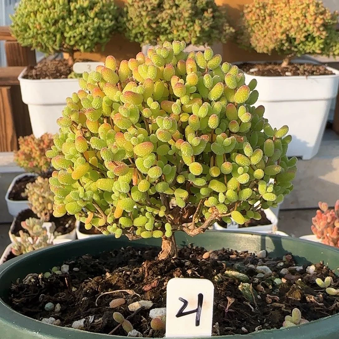 福利价金桔糖球老桩