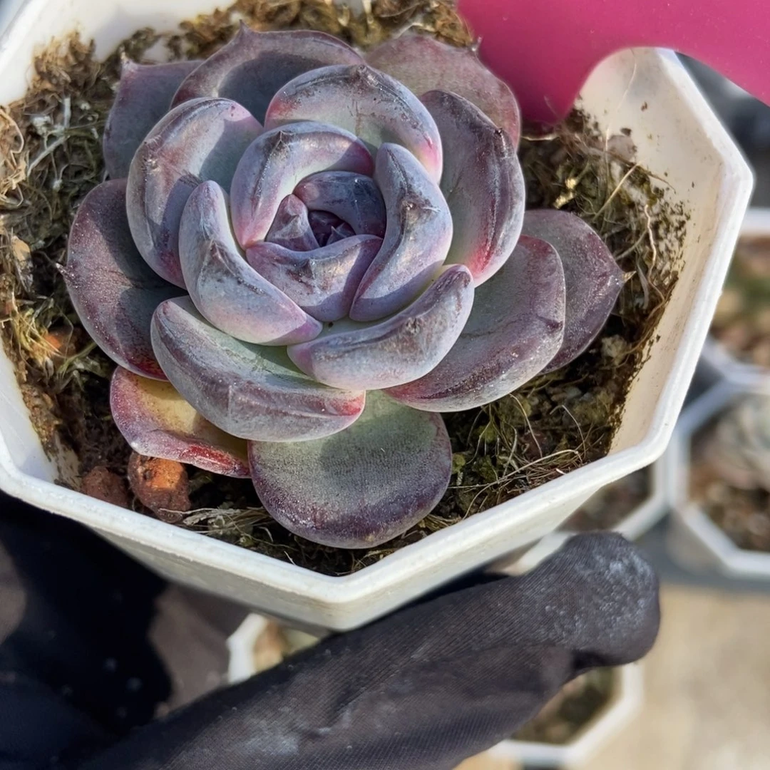 45黑橙多肉植物多肉