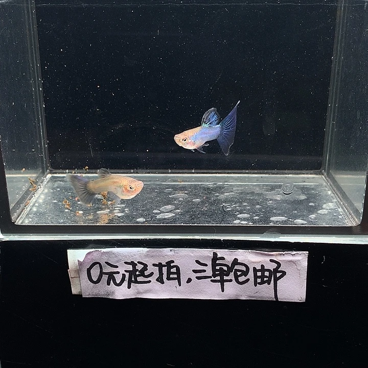 孔雀鱼辛加兰一对