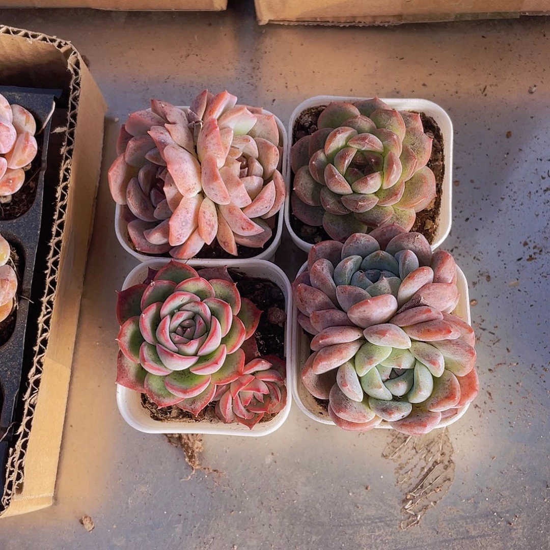 琴心+梦幻泡影+刚毅+侧影