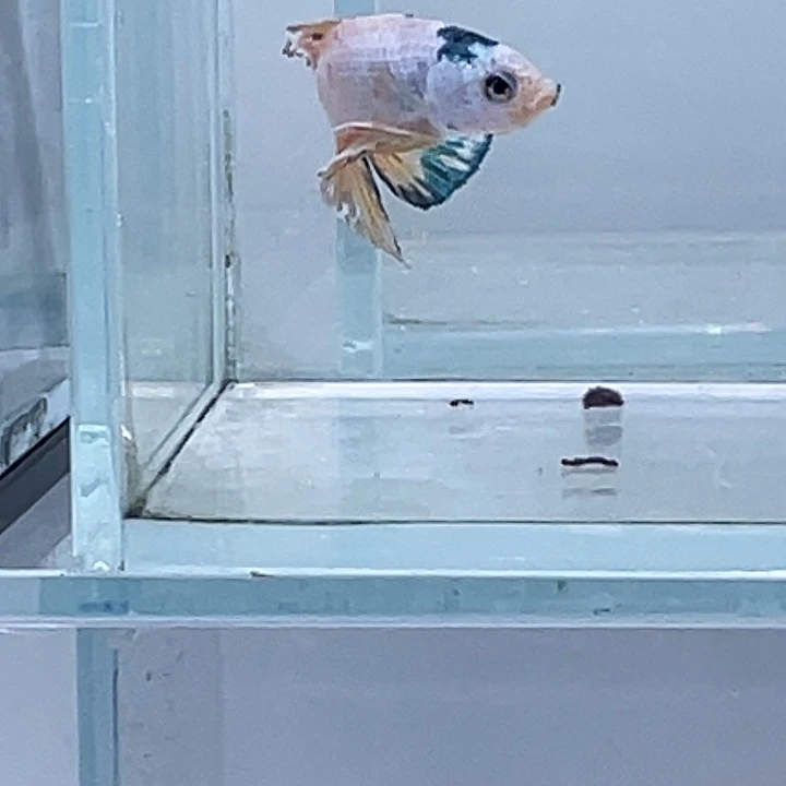 斗鱼活体不退不换 谢谢