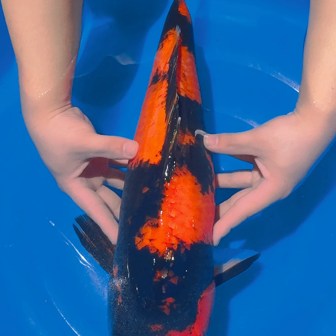 锦鲤大日飞泻专拍链接