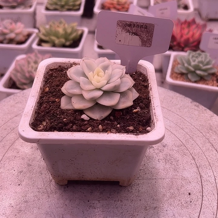 1035号雪鸢锦多肉